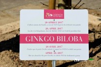 L'albero Ginkgo Biloba