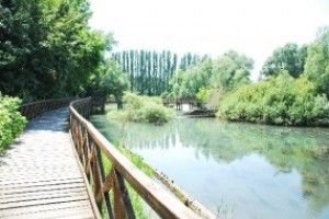  Girasile Regione Veneto