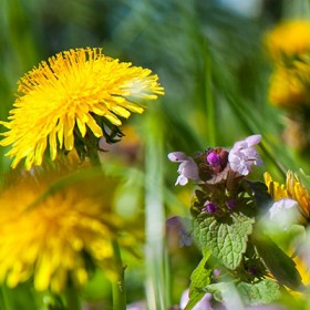„Erbe aromatiche dal vigneto“
