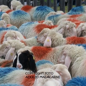 ARRIVANO LE PECORE!